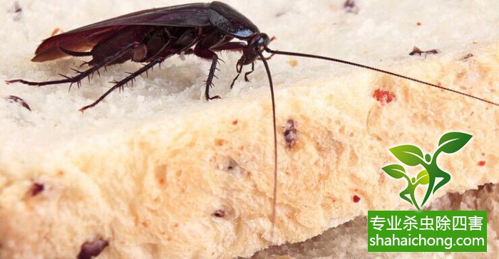 食品工厂纸箱库区蟑螂治理 安全与高效的灭杀策略